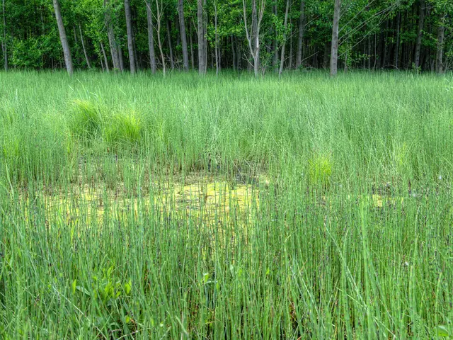 Market Speculation's Impact on Agricultural Price Fluctuations